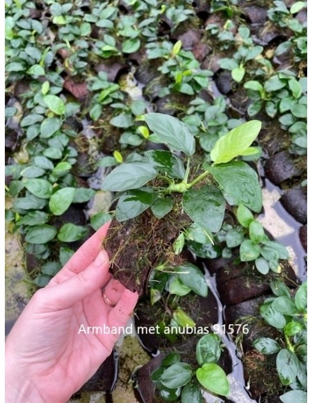 Bracelet de noix de coco avec anubias  - 1