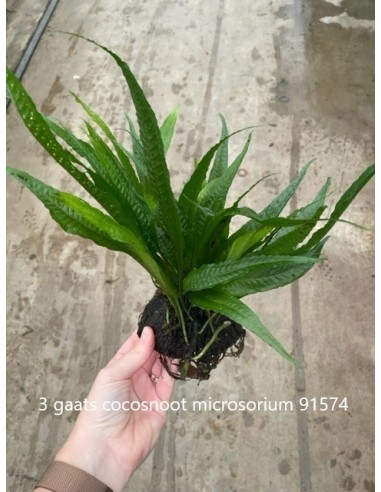 Noix de coco à 3 trous avec microsorum  - 1