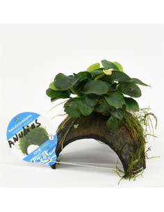 Noix de coco à 3 trous avec Anubias  - 1