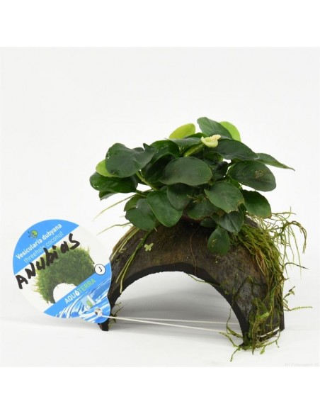 Noix de coco à 3 trous avec Anubias  - 1