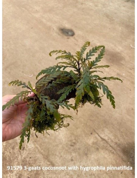 Noix de coco à 3 trous avec hygrophila pinat.  - 1