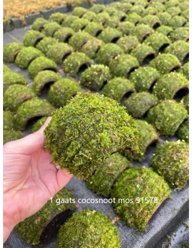 Noix de coco à 1 trou avec mousse de Java  - 1