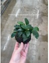1/2 noix de coco avec anubias  - 1
