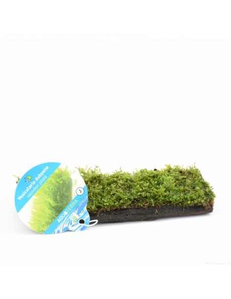 Driftwood P 15-20 cm avec vesicularia dubyana  - 1