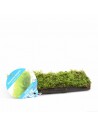 Driftwood S avec vesicularia dubyana  - 1