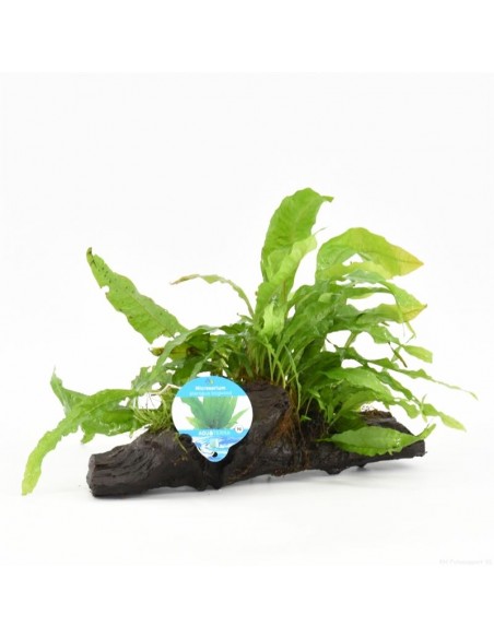 Driftwood P 15-20 cm microsorum pteropus  - 1