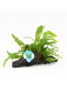 Driftwood P 15-20 cm microsorum pteropus  - 1
