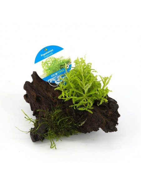 Driftwood P 15-20 cm avec pogostemon  - 1