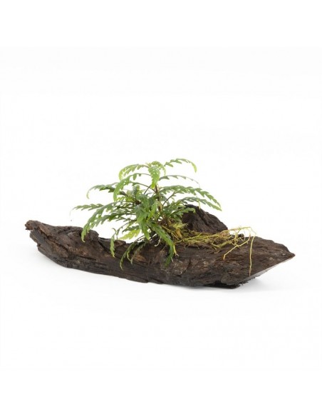 Driftwood P 15-20 cm avec hygrophilla pinatifida  - 1