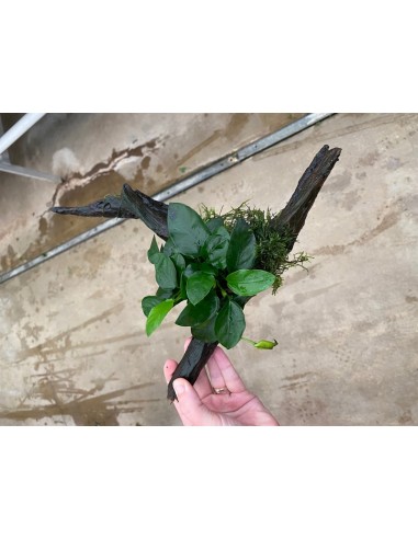 Driftwood extra petit avec anubias  - 1