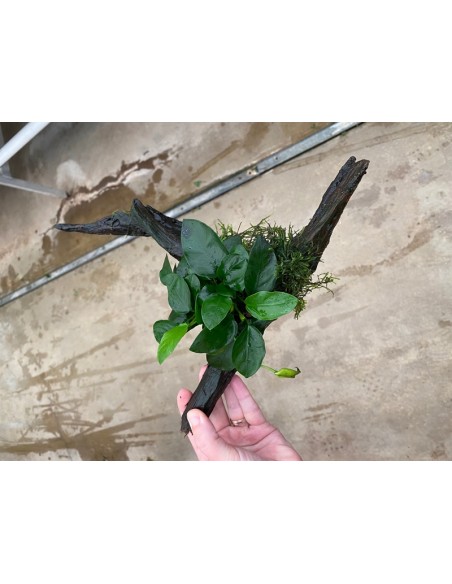 Driftwood extra petit avec anubias  - 1