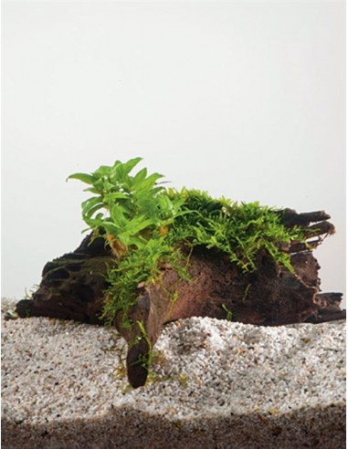 Driftwood (P 15-20 cm ) avec staurogine  - 1