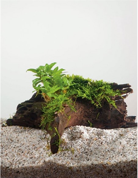 Driftwood (P 15-20 cm ) avec staurogine  - 1