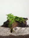Driftwood (P 15-20 cm ) avec staurogine  - 1
