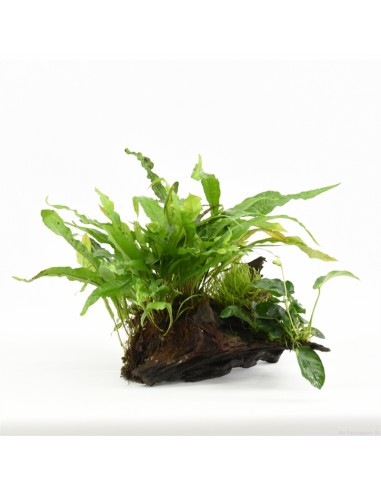 Driftwood (P 15-20 cm) avec mélange de plantes  - 1