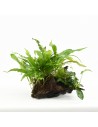 Driftwood (petit) avec mélange de plantes  - 1