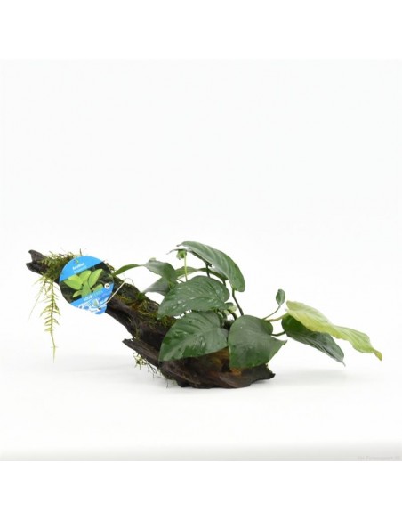 Driftwood (P 15-20 cm) avec anubias  - 1