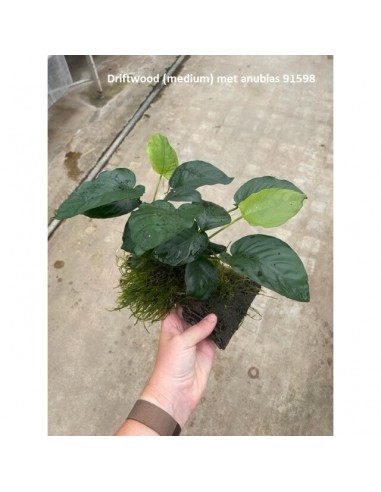 Driftwood (M 25-30 cm ) avec anubias  - 1