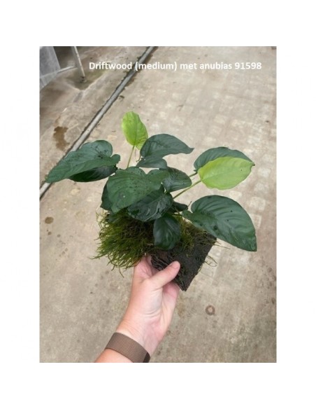Driftwood (M 25-30 cm ) avec anubias  - 1