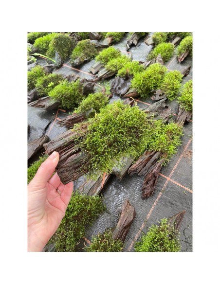 Driftwood (M 25-30cm) vesicularia dubyana  - 1