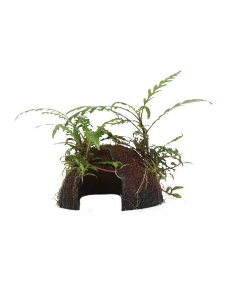 Hygrophila pinnatifida coco Tropica - 1