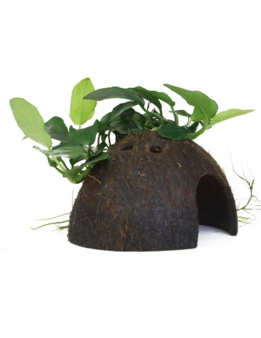 Anubias barteri var. nana coco Tropica - 1