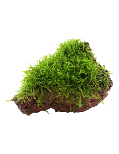 Taxiphyllum barbieri sur roche Tropica - 1