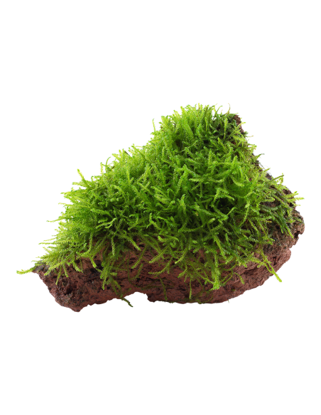 Taxiphyllum barbieri sur roche Tropica - 1