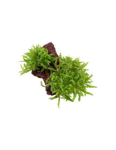 Pogostemon helferi sur roche Tropica - 3