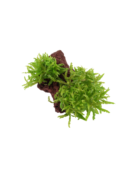 Pogostemon helferi sur roche Tropica - 3