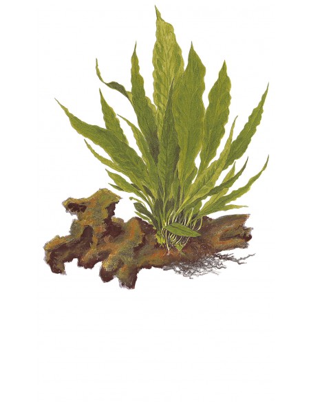 Microsorum pteropus sur roche Tropica - 1