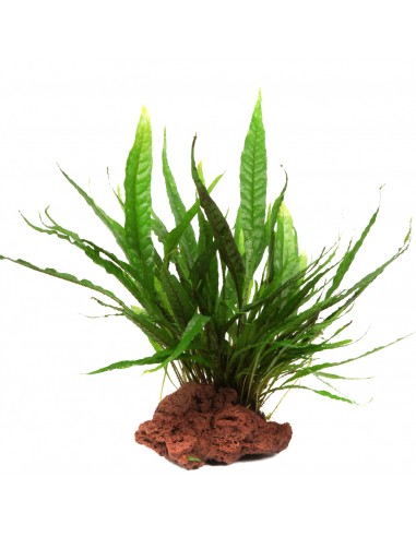 Microsorum pteropus sur roche Tropica - 2