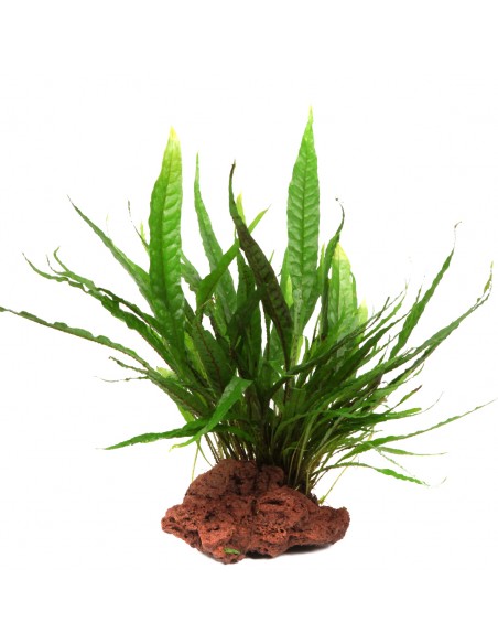 Microsorum pteropus sur roche Tropica - 2