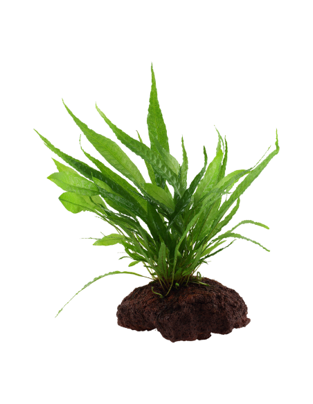 Microsorum pteropus sur roche Tropica - 3