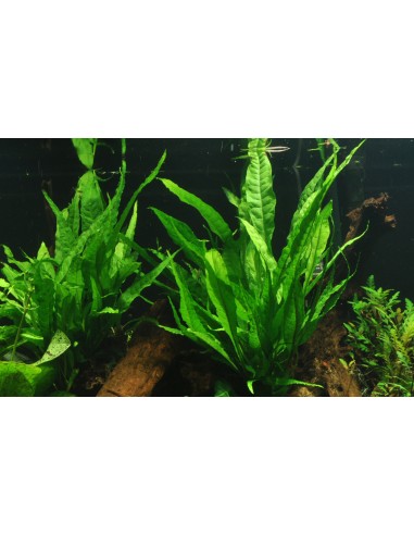 Microsorum pteropus sur roche Tropica - 4