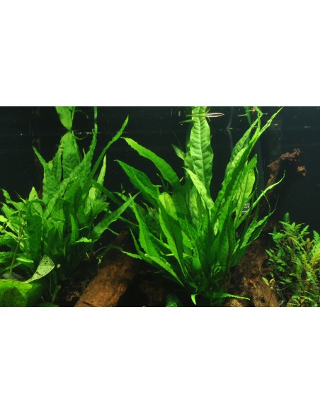 Microsorum pteropus sur roche Tropica - 4