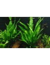 Microsorum pteropus sur roche Tropica - 7