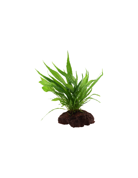Microsorum pteropus sur roche Tropica - 8