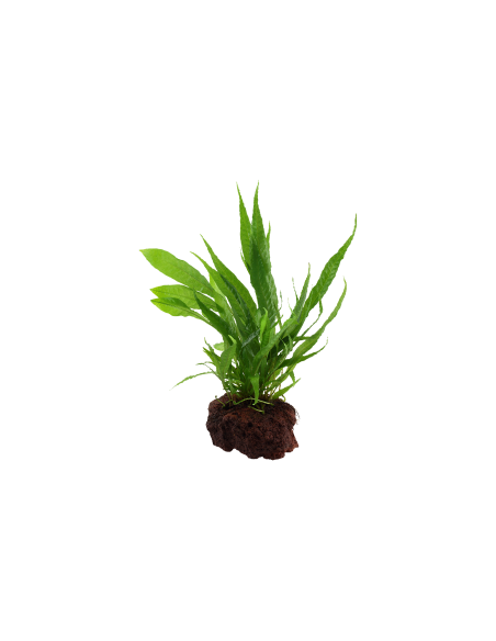 Microsorum pteropus sur roche Tropica - 9