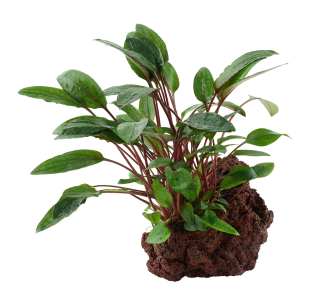 Cryptocoryne beckettii 'Petchii' sur roche Tropica - 1