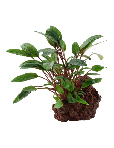 Cryptocoryne beckettii 'Petchii' sur roche Tropica - 1