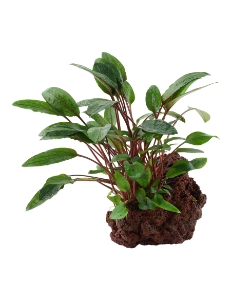 Cryptocoryne beckettii 'Petchii' sur roche Tropica - 1