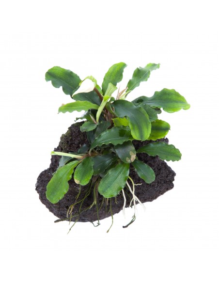 Bucephalandra pygmaea 'Wavy Green' sur roche Tropica - 2