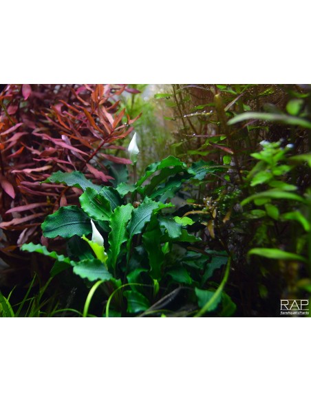 Bucephalandra pygmaea 'Wavy Green' sur roche Tropica - 3
