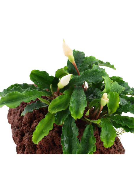 Bucephalandra pygmaea 'Wavy Green' sur roche Tropica - 4