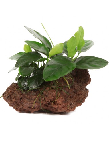 Anubias barteri var. nana sur roche Tropica - 1