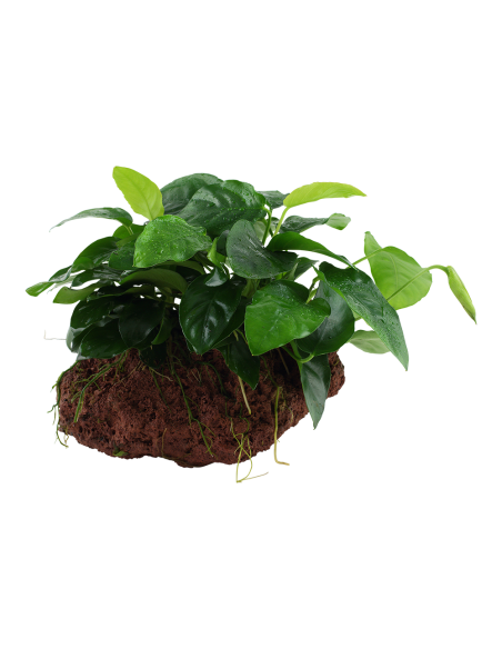 Anubias barteri var. nana sur roche Tropica - 2