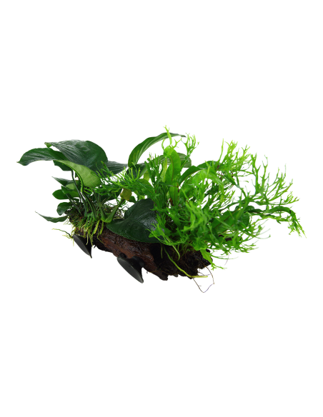Microsorum sp. sur racine avec ventouse - XL Tropica - 1