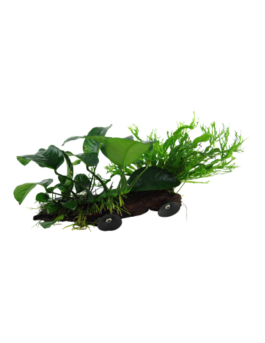 Microsorum sp. sur racine avec ventouse - XL Tropica - 2