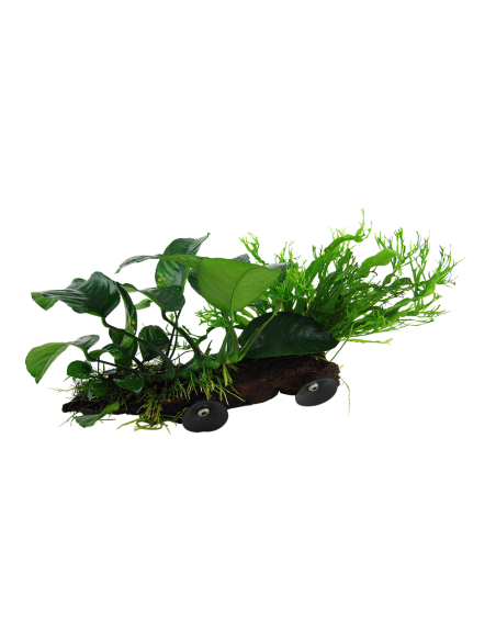 Microsorum sp. sur racine avec ventouse - XL Tropica - 2